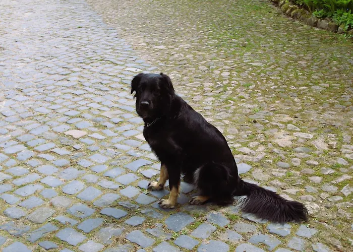 In Nahe Lueneburger Heide Dorfmark